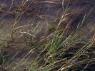 Seagrass, Shore, Clouds, Seashore, NOFD01_022