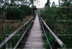 Path, walkway, swamp, rainforest, wetlands