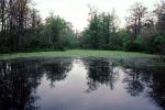 Woods, Forest, Corkscrew Swamp, wetlands