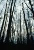 Woods, Forest, Corkscrew Swamp, wetlands, NOFV01P02_10