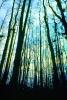 Woods, Forest, Corkscrew Swamp, wetlands, NOFV01P02_10B