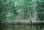 Mangrove Swamp, wetlands, NOFV01P03_09