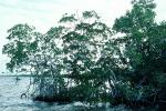 Mangrove Swamp, wetlands, NOFV01P03_10