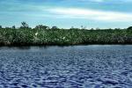 Mangrove Swamp, wetlands, NOFV01P03_12