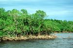 Mangrove Swamp, wetlands, NOFV01P03_13