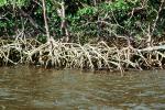 Mangrove Swamp, wetlands, NOFV01P03_14