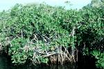 Mangrove Swamp, wetlands, NOFV01P03_15