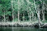 Mangrove Swamp, wetlands, NOFV01P03_16