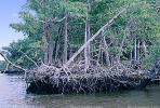 Mangrove Swamp, wetlands, NOFV01P03_17