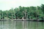 Mangrove Swamp, wetlands, NOFV01P03_18
