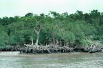 Mangrove Swamp, wetlands, NOFV01P03_19