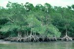 Mangrove Swamp, wetlands, NOFV01P04_01