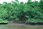 Mangrove Swamp, wetlands, NOFV01P04_02