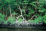 Mangrove Swamp, wetlands, NOFV01P04_03