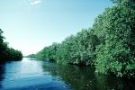 Mangrove Swamp, wetlands, NOFV01P04_04