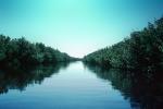 Mangrove Swamp, wetlands, NOFV01P04_06