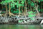 Mangrove Swamp, wetlands, NOFV01P04_08