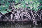 Mangrove Swamp, wetlands, NOFV01P04_09
