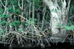 Mangrove Swamp, wetlands, NOFV01P04_10