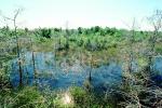 Wetlands, Swamp, NOFV01P06_15