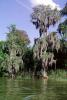 Mangrove Swamp, tree, wetlands