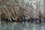 Red Mangrove (Rhizophora mangle), Mangrove Swamp, trees, wetlands, NOFV01P09_11