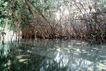 Red Mangrove (Rhizophora mangle), Mangrove Swamp, tree, wetlands, NOFV01P09_12