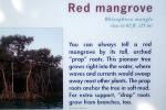 Red Mangrove (Rhizophora mangle), Mangrove Swamp, tree, wetlands, NOFV01P09_13