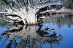 Tree Reflecting in brackish waters, coastal, coast, NOFV01P09_17