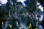 Mangrove Swamp, wetlands, NOFV01P10_11