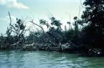 Mangrove Swamp, wetlands, NOFV01P11_04