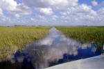 Wetlands, Swamp, NOFV01P11_13