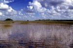Wetlands, Swamp, NOFV01P11_15