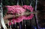 Forest, Woodlands, Trees, Colorful Bush, reflections, lake, pond, water, NOGV01P03_14