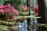 Forest, Woodlands, Trees, Colorful Bush, reflections, lake, pond, water, NOGV01P03_18