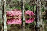 Forest, Woodlands, Trees, Colorful Bush, reflections, lake, pond, water, NOGV01P04_01