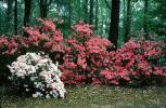 Forest, Woodlands, Trees, Colorful Bush