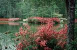 Pond, reflection, Colorful Bush, Stream, Water, flowers, swamp, trees, wetlands, NOGV01P04_08