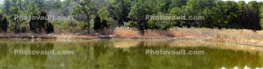Wetlands, Lake, Trees, Reflection, Panorama