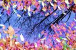 Leaves, Puddle, fall colors, water, autumn, NOPV01P05_02