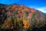 Woodland, Forest, Trees, Hill, autumn, deciduous, NORV01P02_06.0624