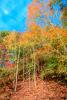 Woodland, Forest, Trees, Hill, autumn, deciduous, leaves