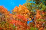 autumn, deciduous, forest, NORV01P02_09.1260