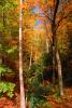 Woodland, Forest, Trees, Hill, autumn, deciduous, NORV01P02_10.1260