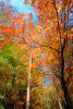 autumn, deciduous, forest, NORV01P02_11.1260