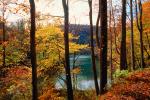 Woodland, Forest, Trees, Hill, Lake, autumn, water, deciduous, Equanimity