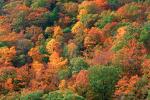 Woodland, Forest, Trees, Hill, autumn, deciduous, NORV01P02_15.1260