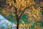 autumn, deciduous, forest, NORV01P02_16.1260