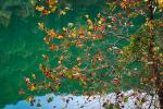 autumn, deciduous, forest, leaves