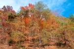 Woodland, Forest, Trees, Hill, autumn, deciduous, NORV01P03_08.1260